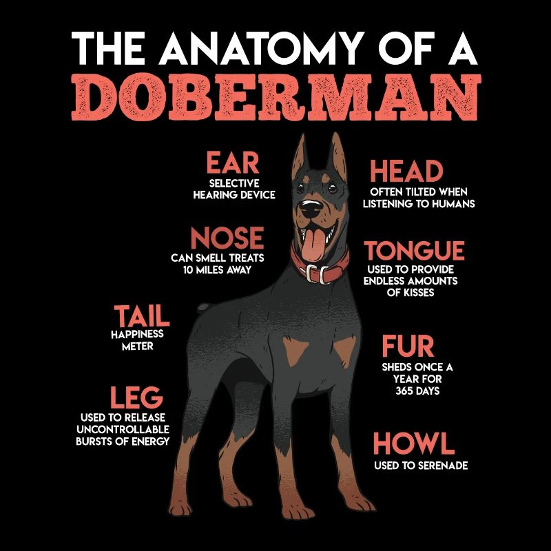 ANATOMIE D’UN DOBERMAN Propriétaire de chien drôle
