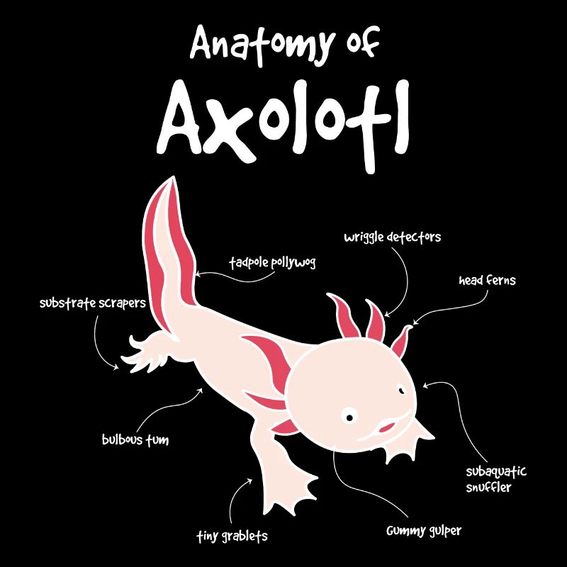 Axolotl Anatomie