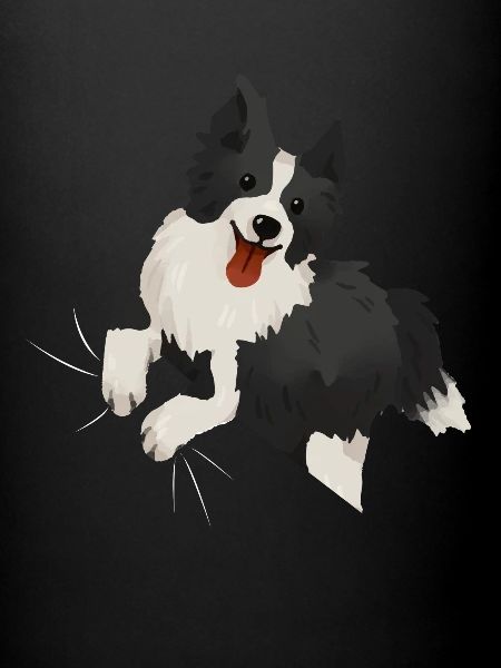 Border Collie