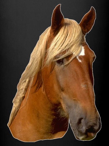 Tête de cheval