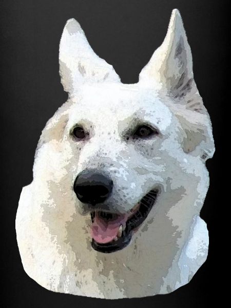 White Shepherd
