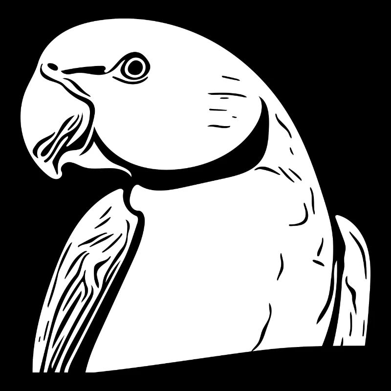 Collared Parakeet Portrait Vintage Parrot Drawing