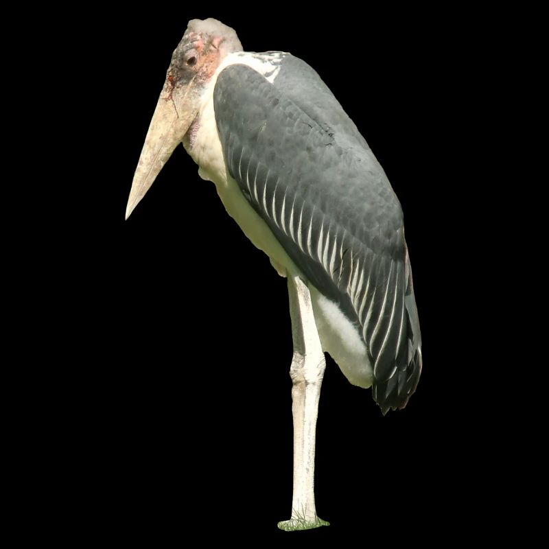 Marabu
