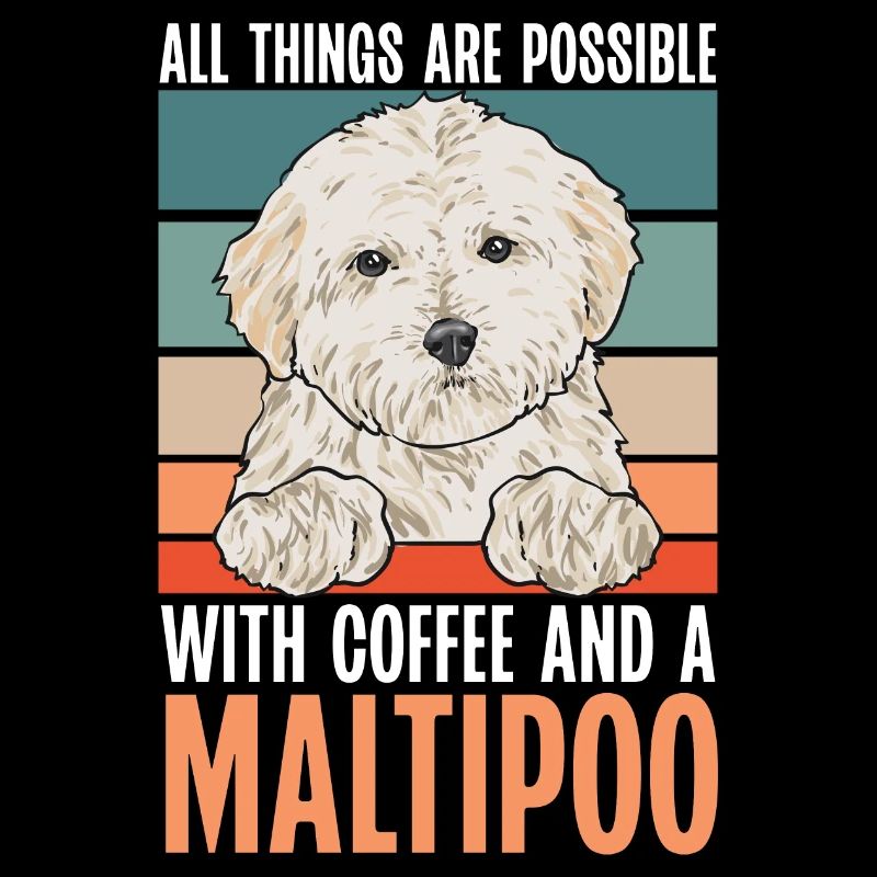 Maltipoo Dog