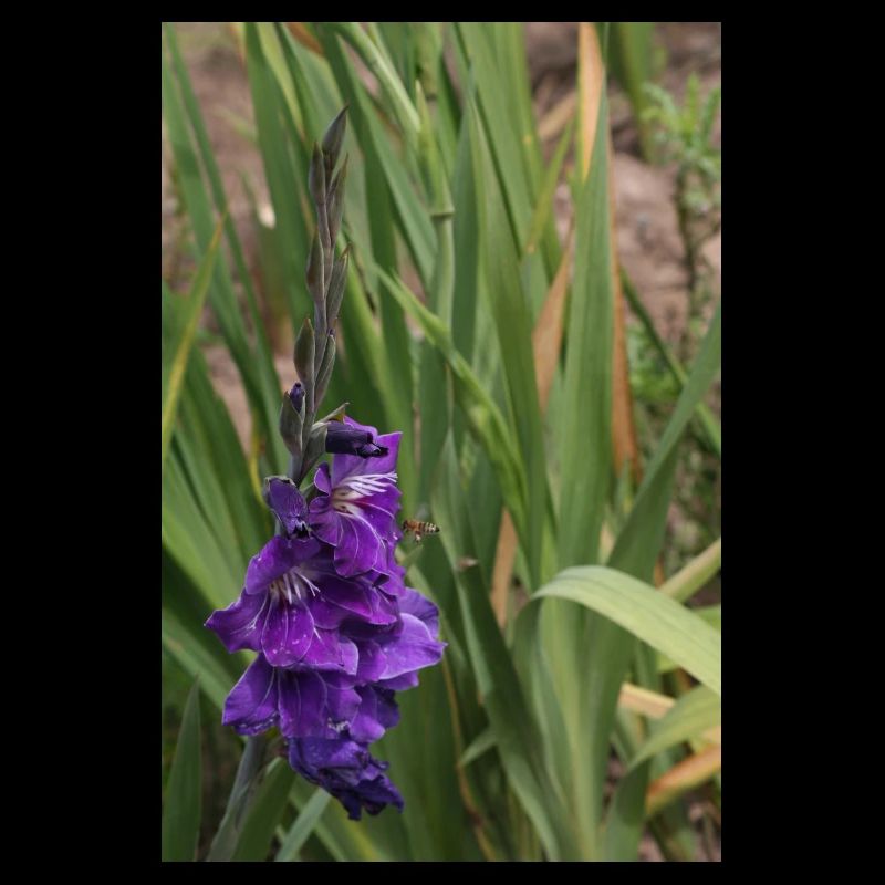 Gladiole – Stärke in Blüte