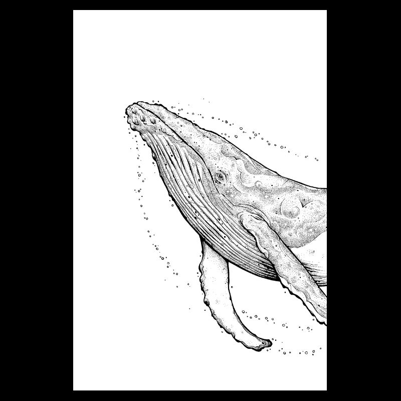 Humpback Whale A