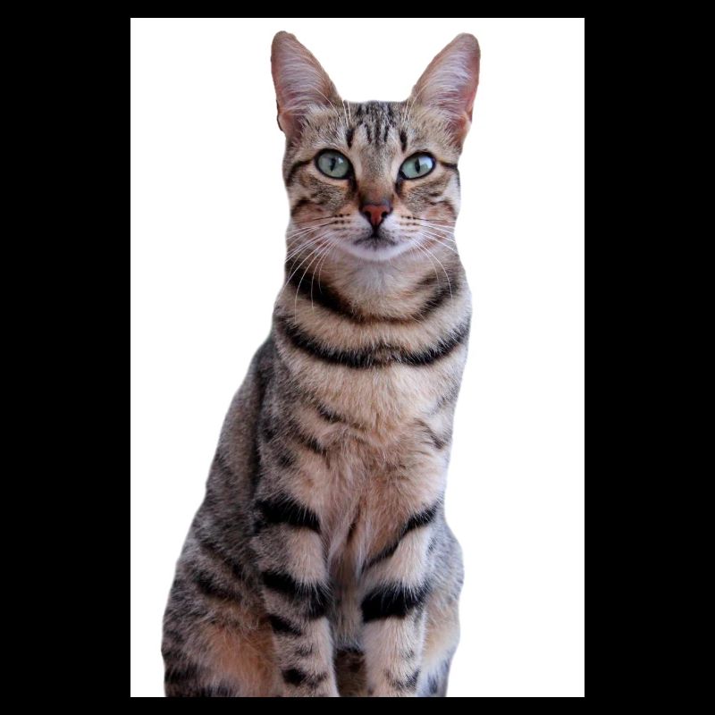 Cat Kitten