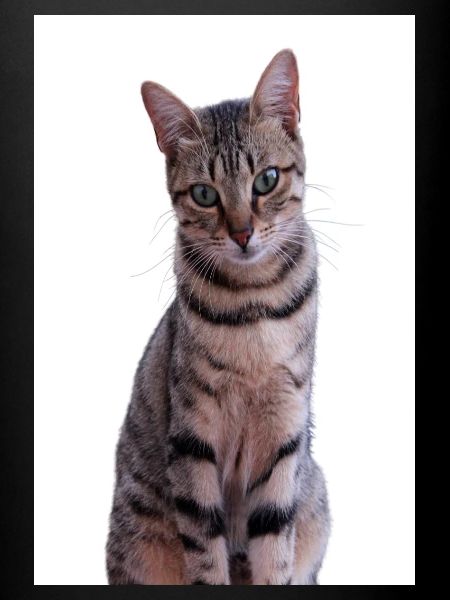 Katze Katzen Kätzchen Tigerkatze