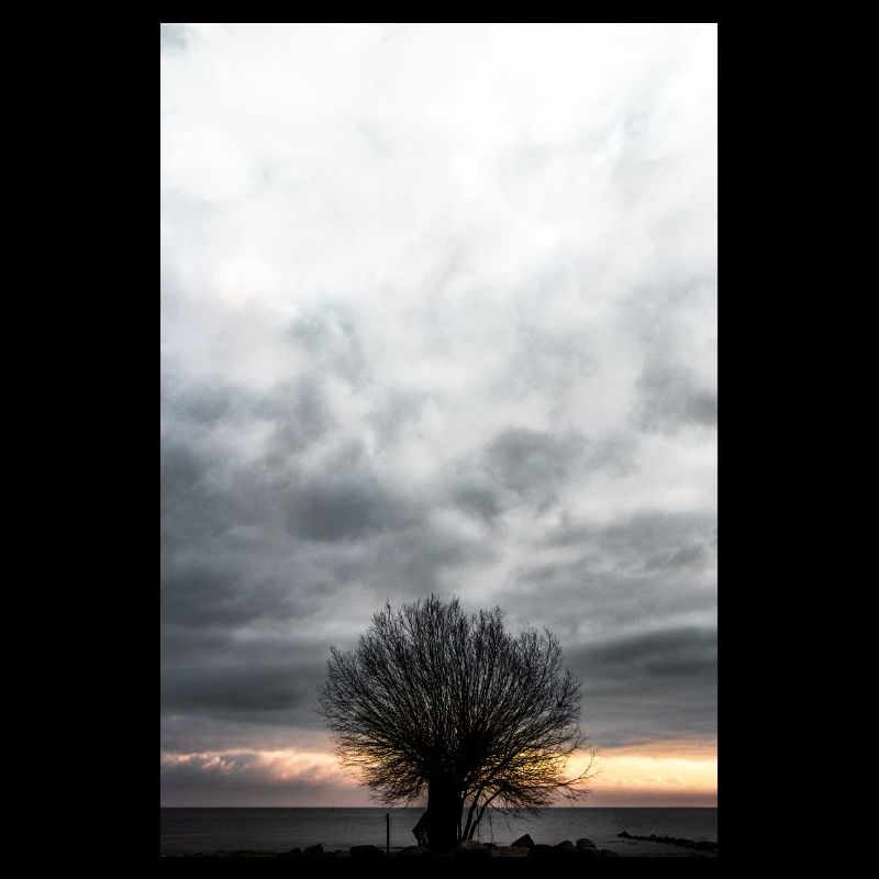 Einzelner Baum am Abend am Meer