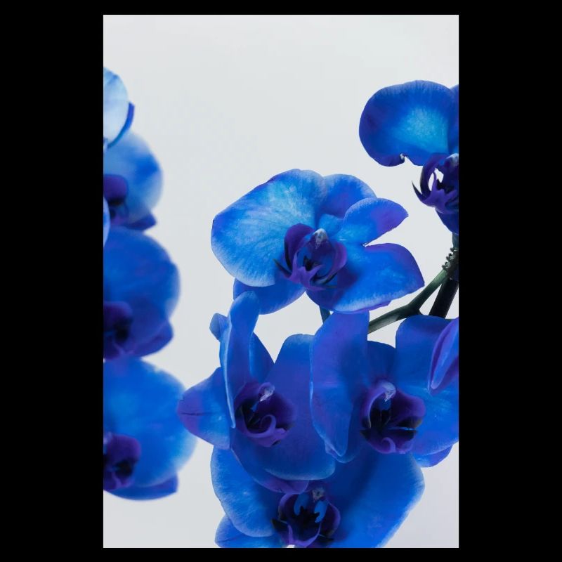 Rêve des orchidées bleu cobalt