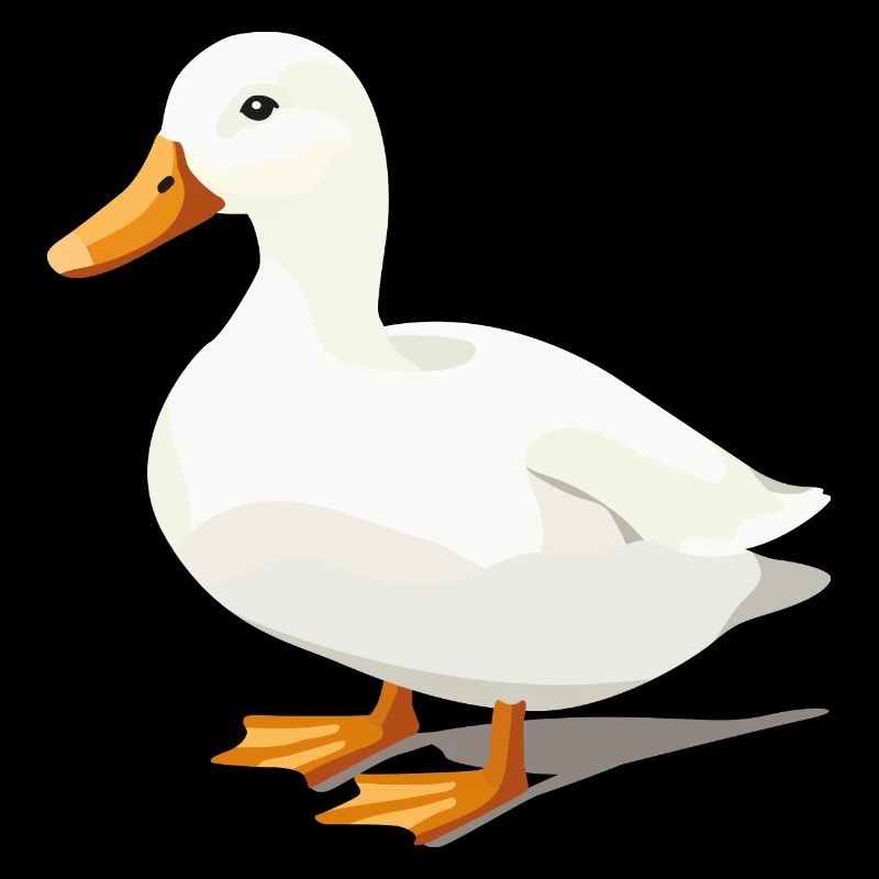 Duck Cute White