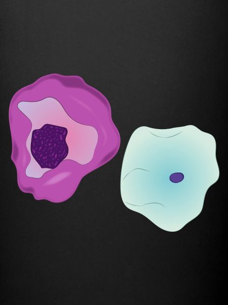 Cytologie et cellules