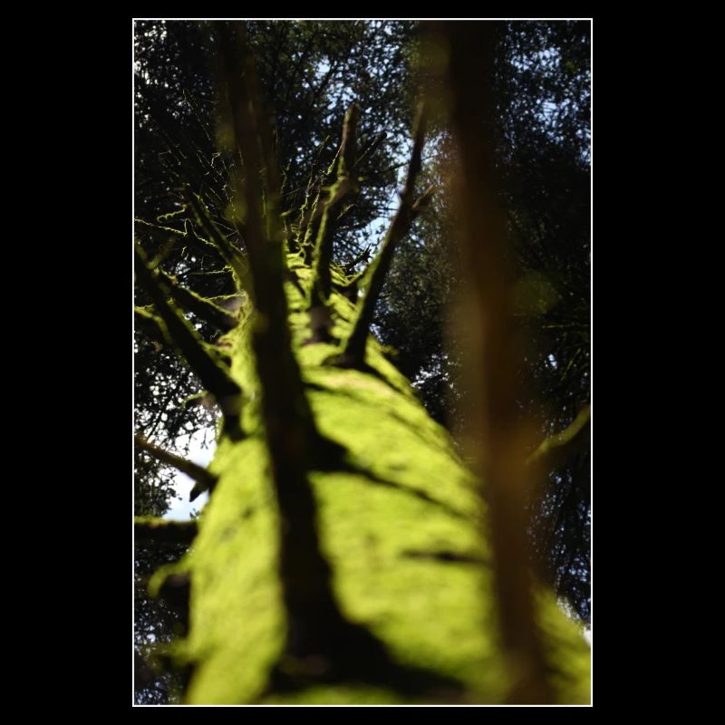 Low-Angle Tree Douglas fir