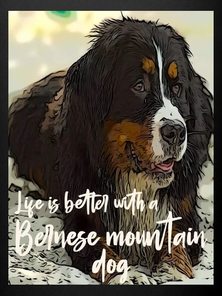 Bouvier bernois