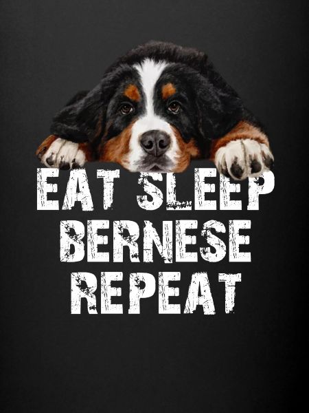 Bouvier bernois