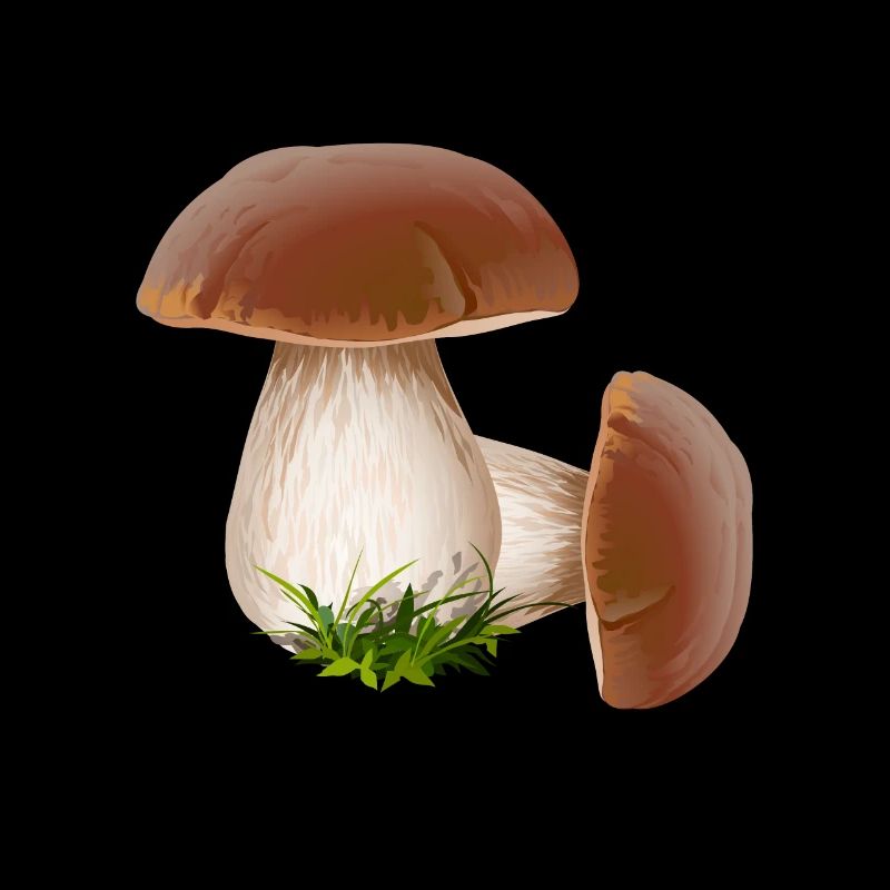 Champignons cueillettes cueillettes champignons