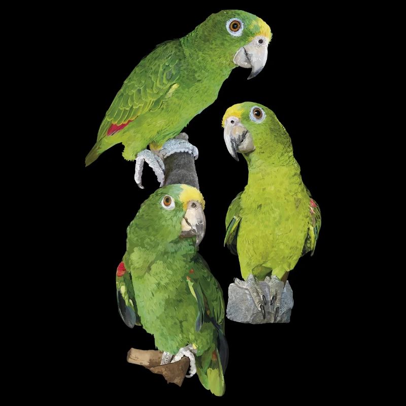 Der Amazonas-Königspapagei