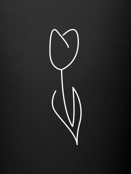 tulipe
