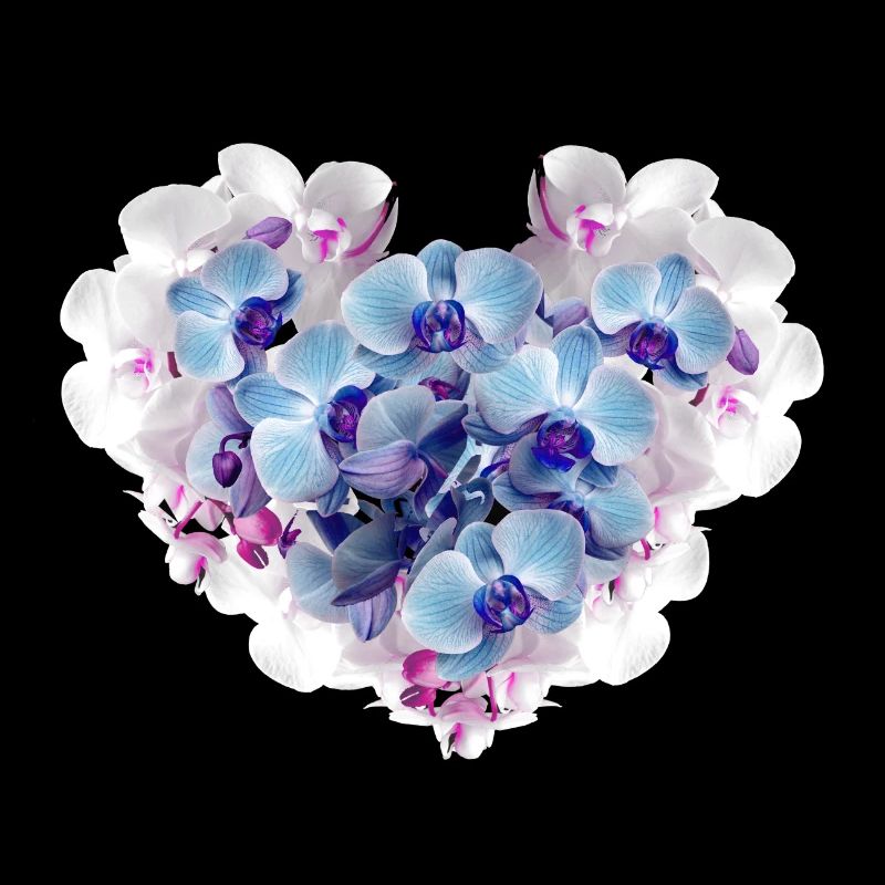 Orchidée,Fleurs,Cœur de fleur,Coeur