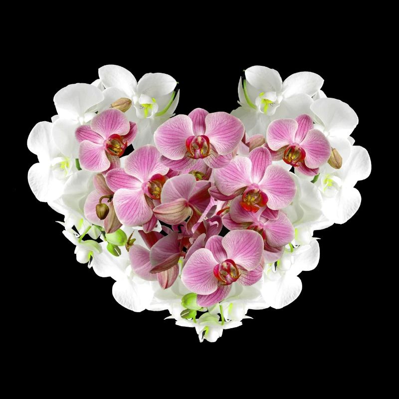 Orchidée, fleurs, fleur coeur, coeur, fleur