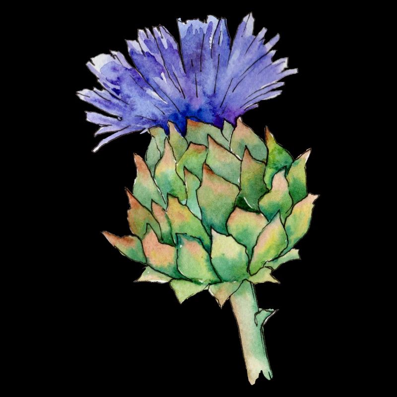 Watercolor thistle