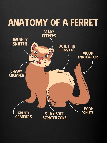 Ferret