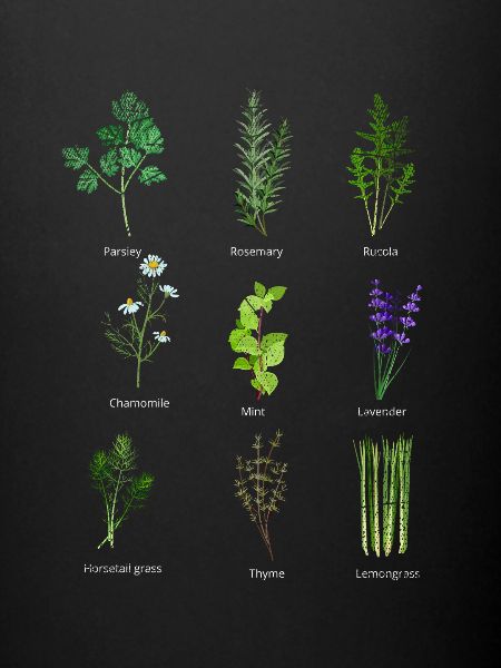 Herbes de pépinière