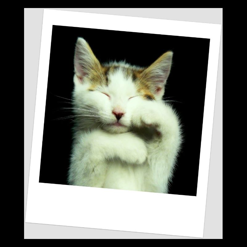 Katze