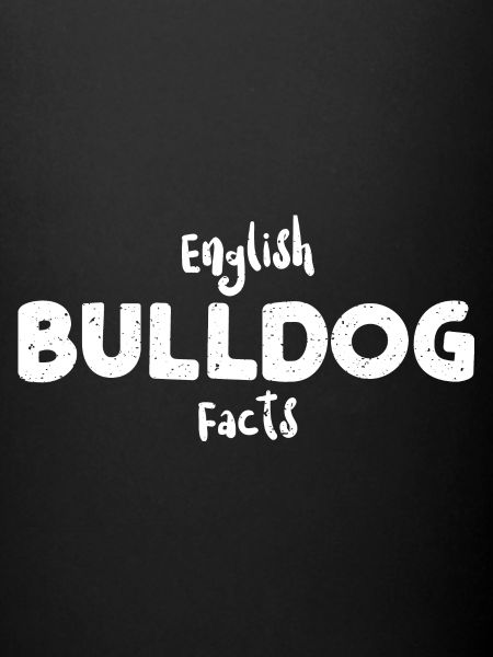 Deutsch Bulldog Infos - Chiens