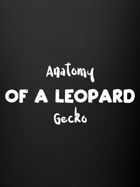 Anatomie d’un gecko léopard