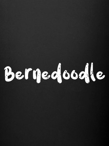 Bernedoodle - Chiens
