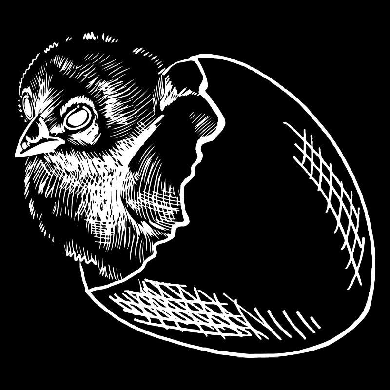 Les poussins couvent des œufs