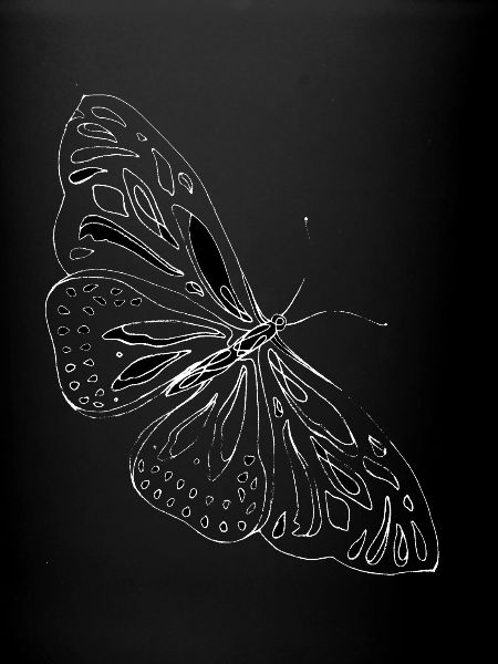 Papillon alpha blanc