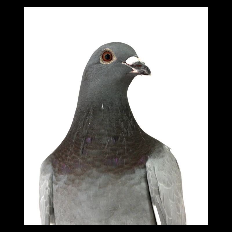 Taube. Pigeon