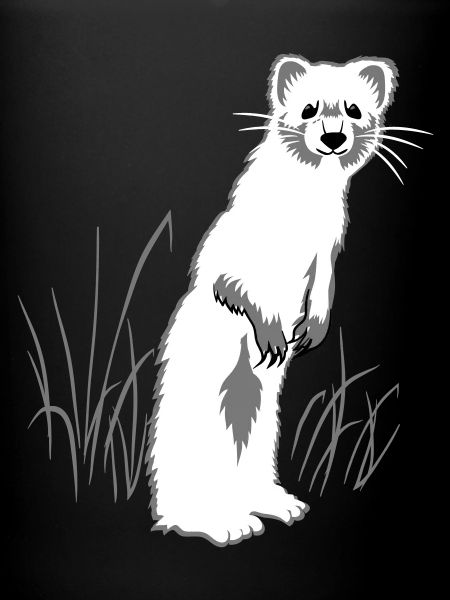 Weasel on meadow