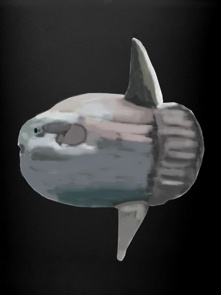 Ocean sunfish