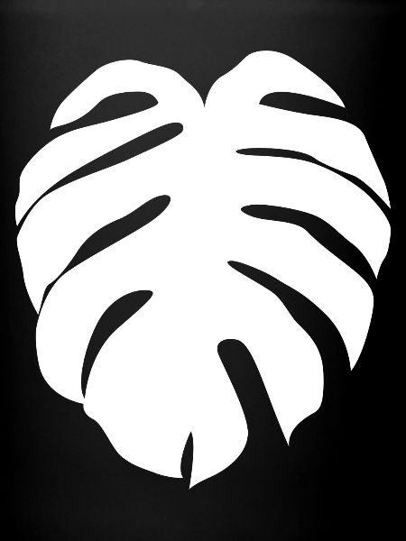 Monstera Variegata Deliciosa Plante