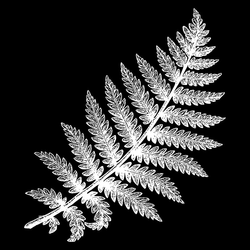 Fern leaf in white silhouette