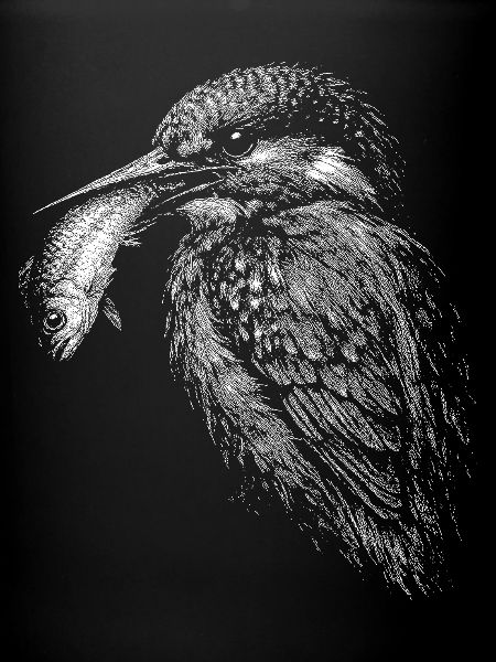 martins-pêcheurs