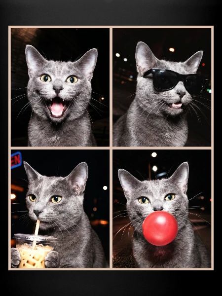 Katzen Korat Katze