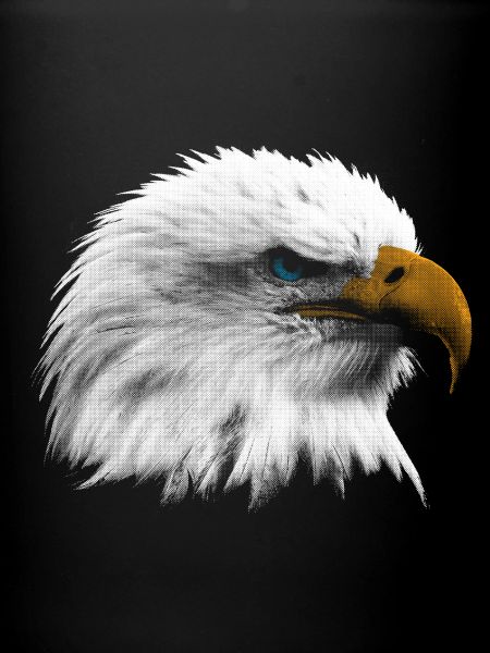 Bald eagle