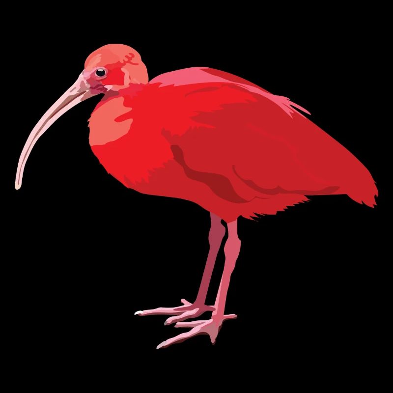 Ibis