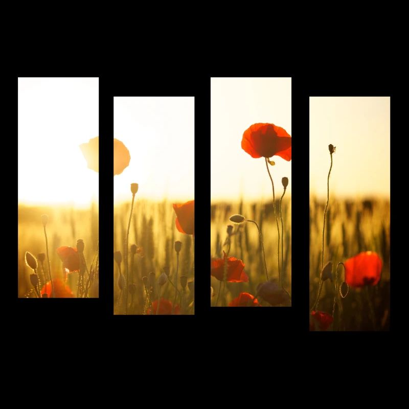 Champ de coquelicots