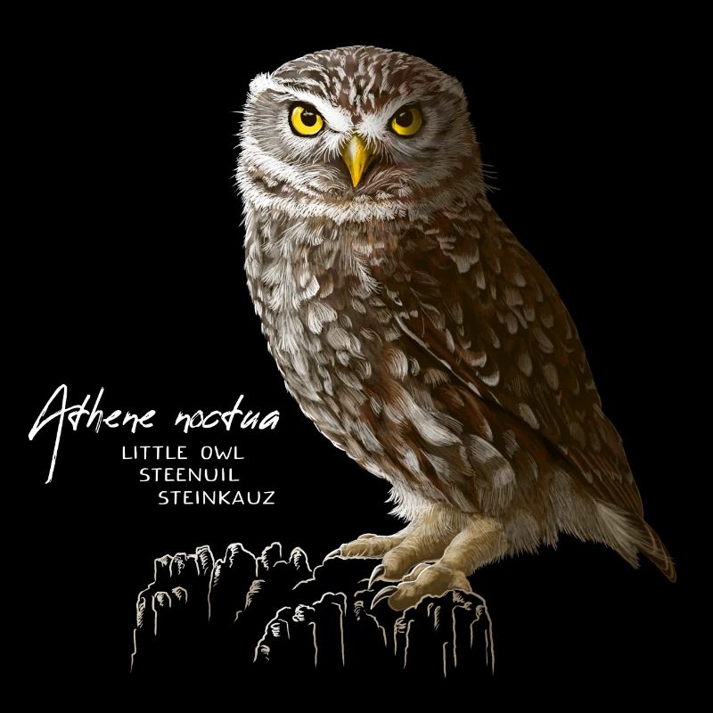 Steinkauz - Eule