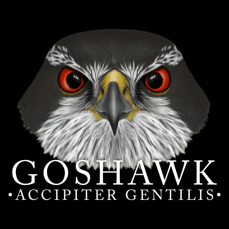 Goshawk Hawk Oiseau de proie
