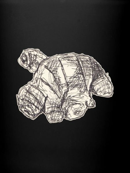 Croquis de Gingembre