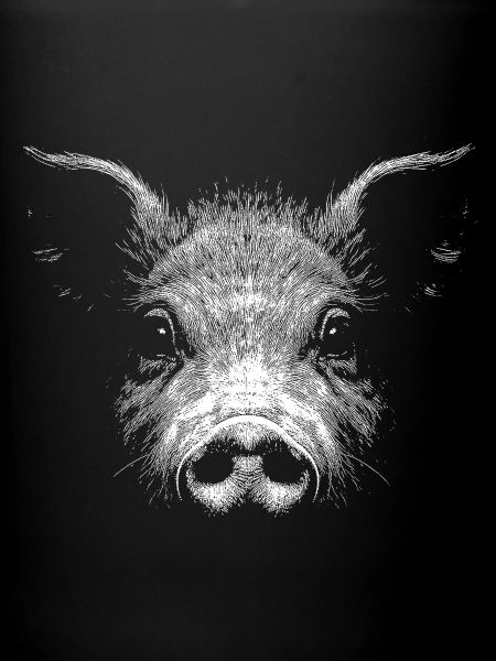 Domestic pig