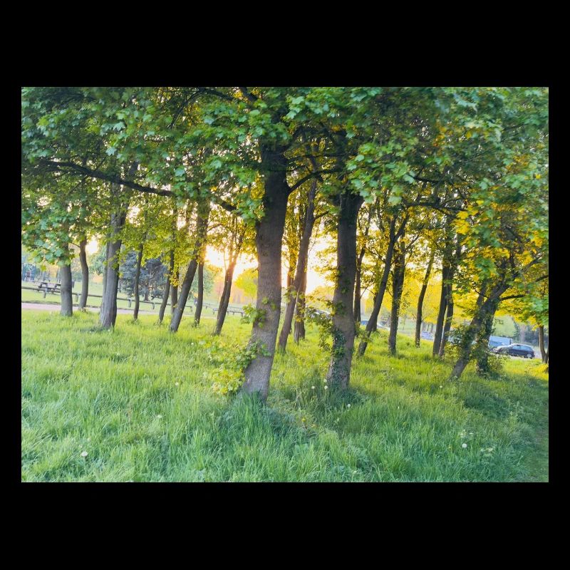 Skog