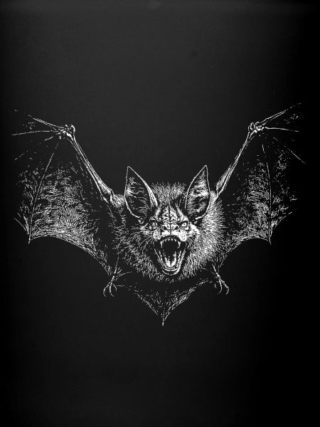 Fledermaus