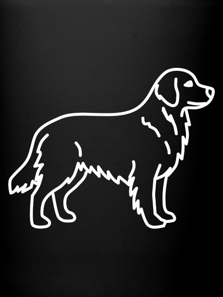 Golden Retriever Blanc